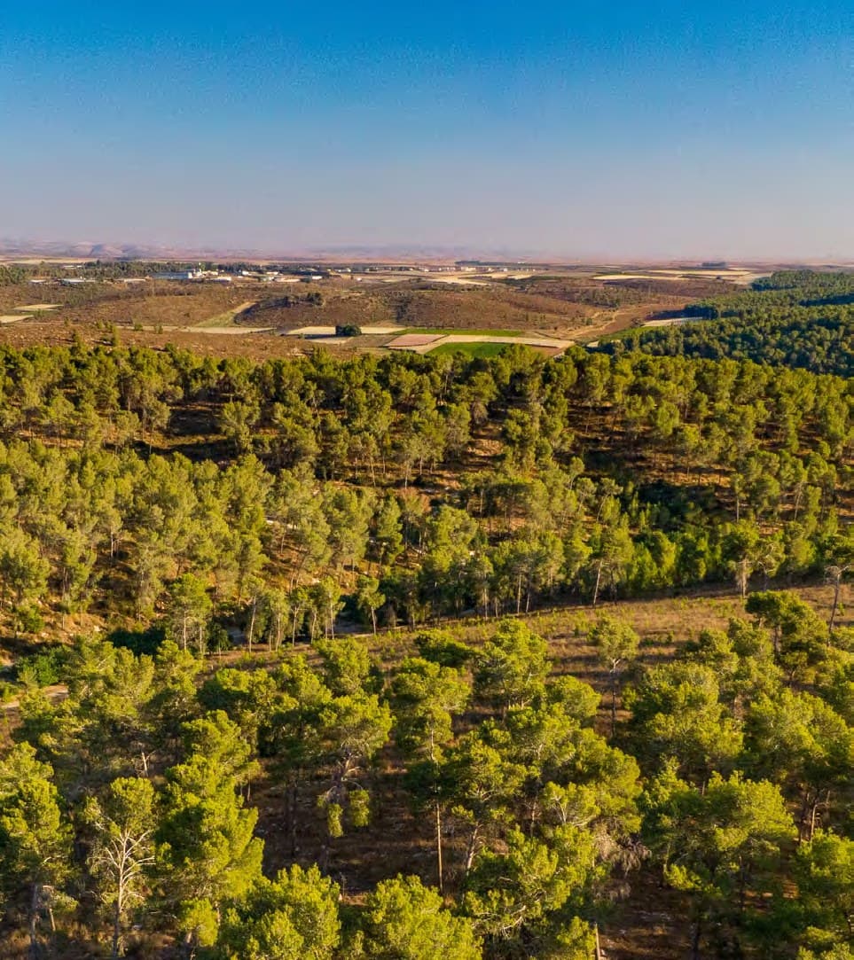 Forest and hills around Kiryat Gat